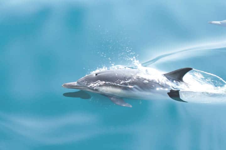 Delfin. Foto: Guido Hofmann