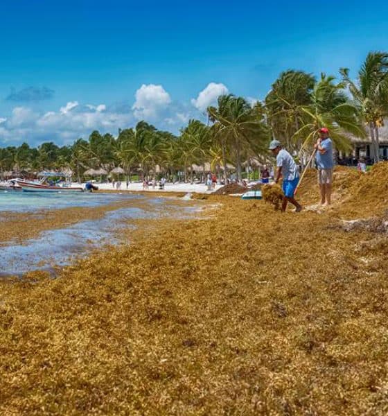 El Sargazo Caribe Mexicano Foto Red de Monitoreo CUN