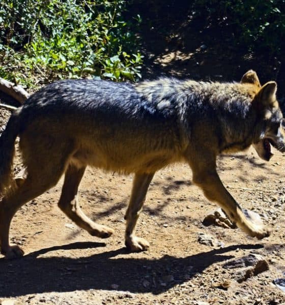 El nacimiento de tres lobos grises Foto. Pixibay