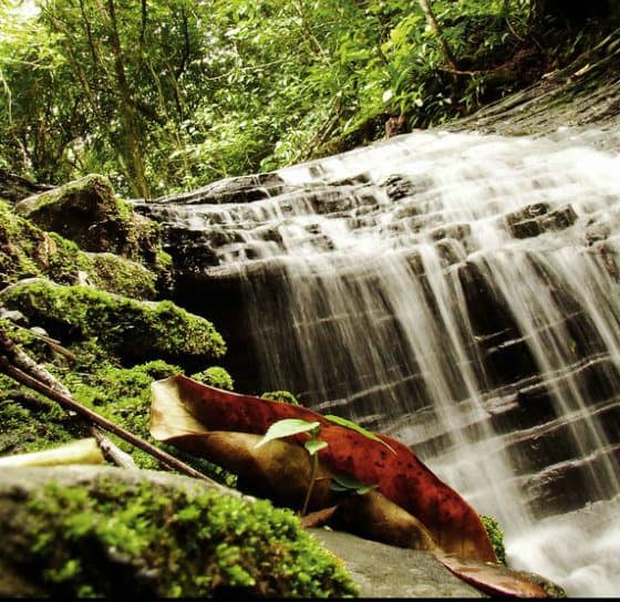 Agua Selva, una gala Foto. Flickr