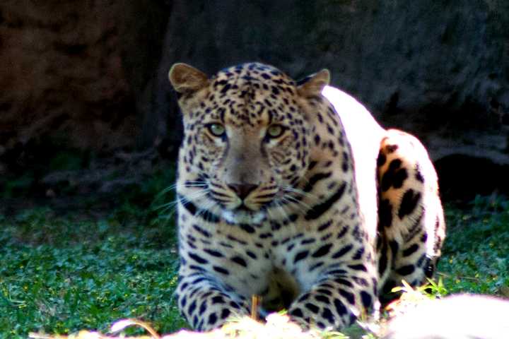 Leopardo de Persia