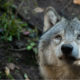 Lobo gris. Foto: Delphine Beausoleil
