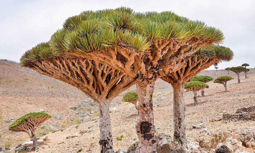 Socotra-un-lugar-en-el-mundo-Foto.-Wikipedia
