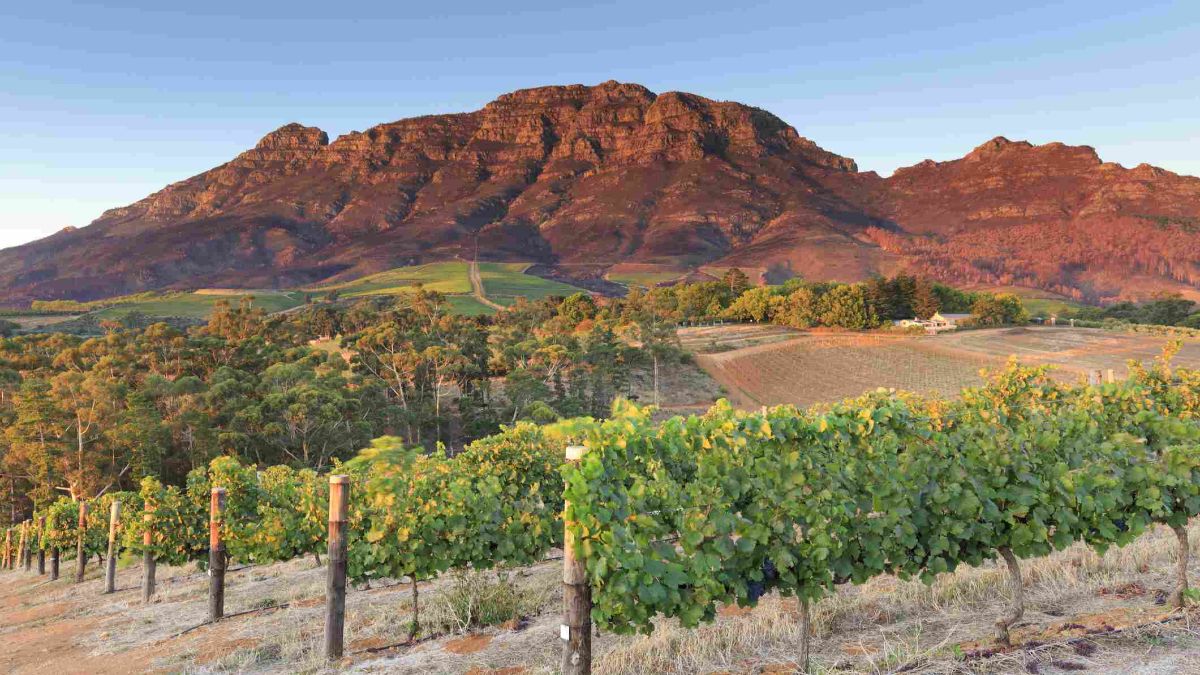 Trip Savvy Foto: región vinícola más grande de Sudáfrica