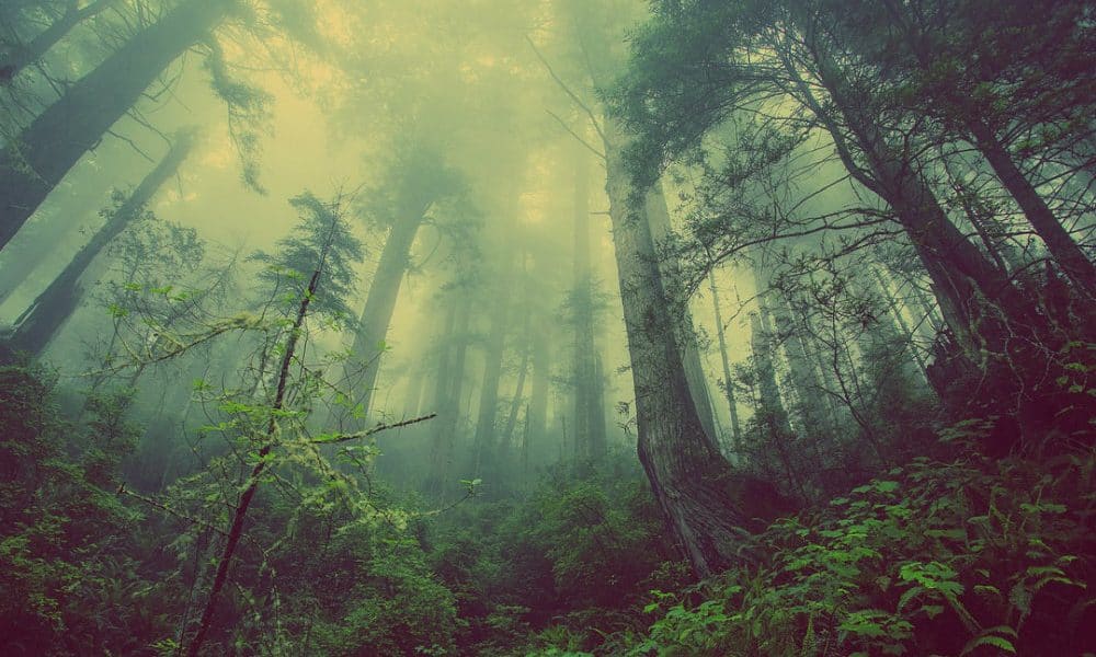 Bosque de niebla en Veracruz, un lugar enigmático