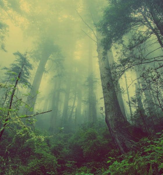 Visitar un bosque de niebla Foto.Pixabay