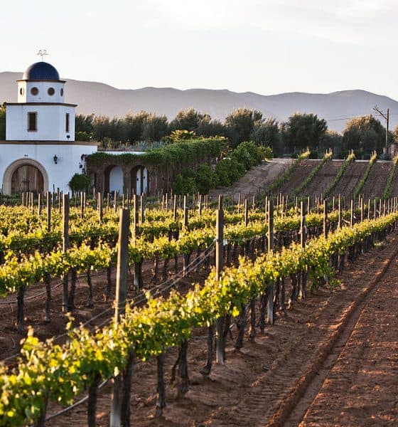 Top 10 de los vinos más premiados Foto-Wikpedia