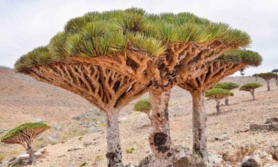 Socotra, un lugar en el mundo Foto. El souvenir