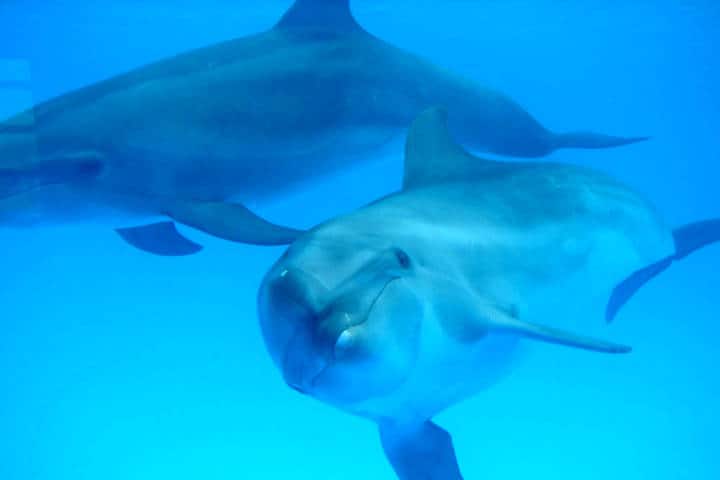 Dolphin Reef, una aventura con delfines Foto PriceTravel Pictures