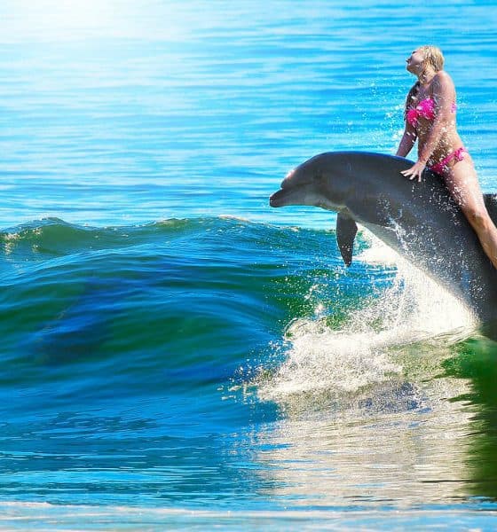 Dolphin Reef, una aventura con delfines Foto. Pixabay