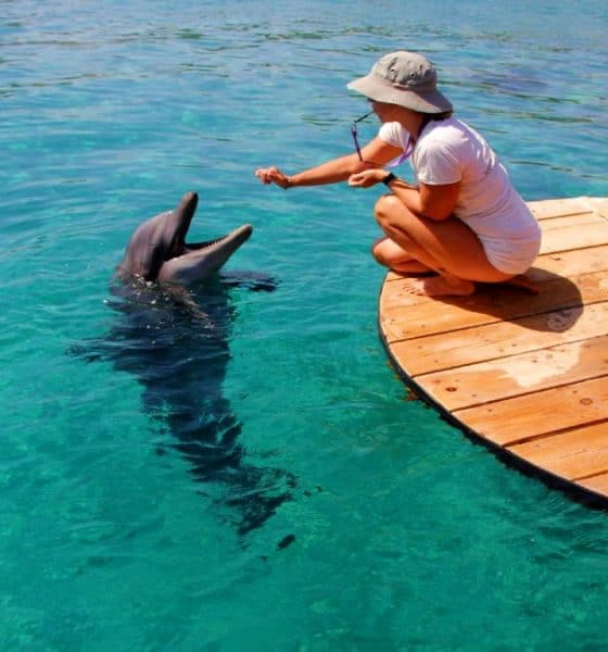 Dolphin-Reed-una-aventura-con-delfines-Foto-Tourist-Israel-1