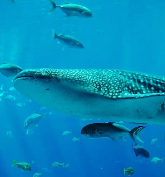 Tiburones ballena: Nadar con el pez más grande del mundo en La Paz Foto. Pixabay