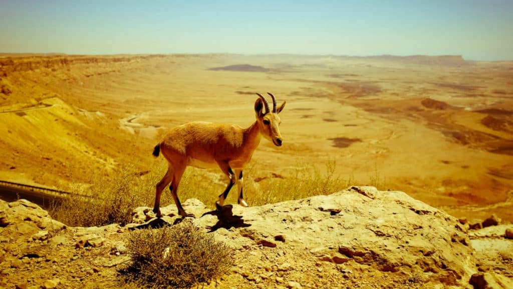 portada Desierto de Négev en Israel Foto Pxhere