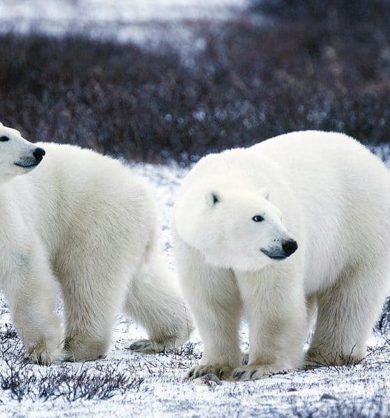 Churchill, Canadá: la capital de los osos polares en el mundo Foto. Pixabay