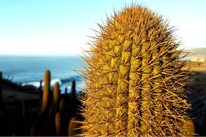 Santuario de Cactus Foto Carlos González