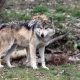 Zoológico Los Coyotes, cómo admirar y conservar las especies endémicas Foto. Pixabay