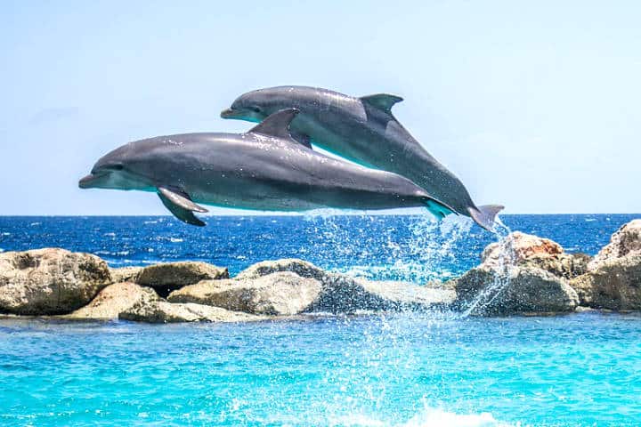 5 sitios para visitar en Bocas del Toro, uno de los archipiélagos más biodiversos del mundo. Foto de Panama Dolphin