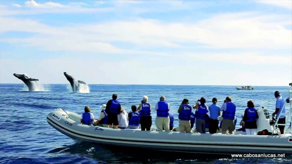 Que hacer en San Jose del Cabo. Avistamiento de ballenas. Foto: CabosSanLucas