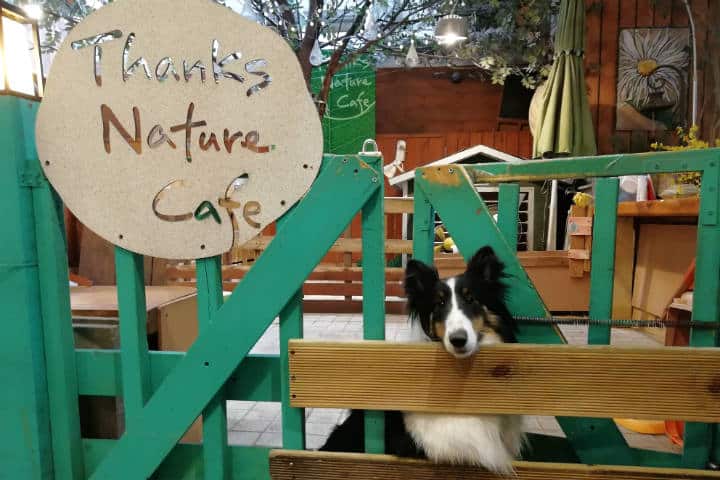 Cafeterías para acariciar mascotas en Seúl 29
