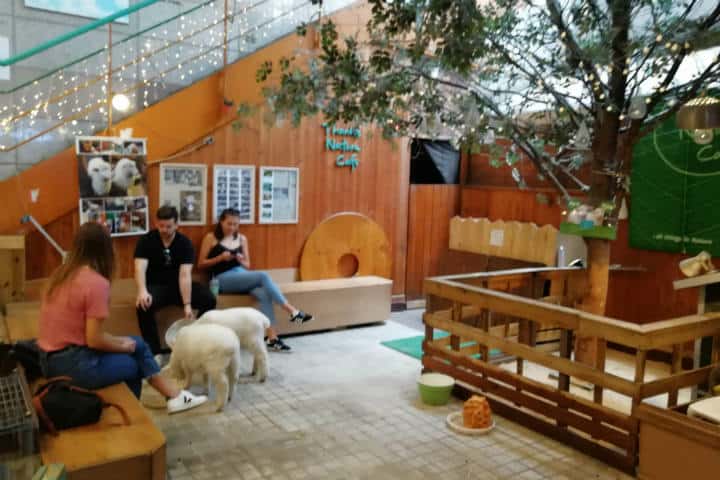 Cafeterías para acariciar mascotas en Seúl 36