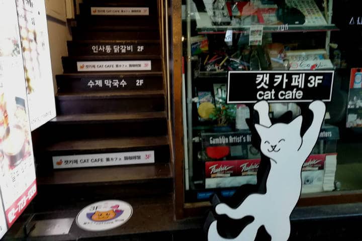 Cafeterías para acariciar mascotas en Seúl 45