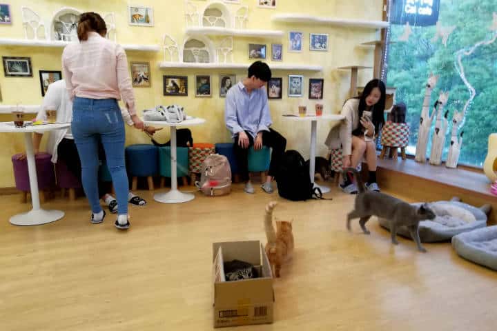 Cafeterías para acariciar mascotas en Seúl 57