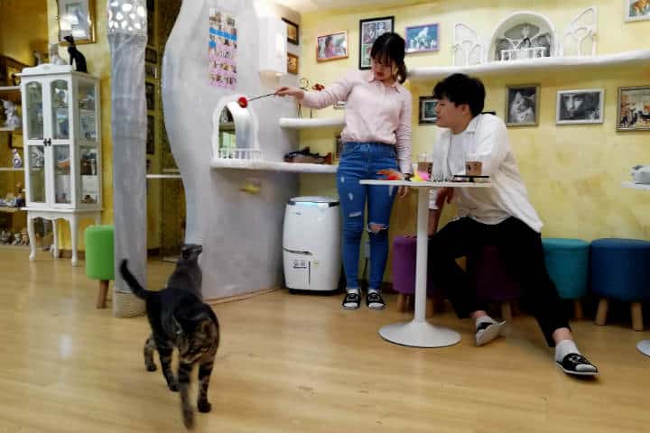 Cafeterías para acariciar mascotas en Seúl 61