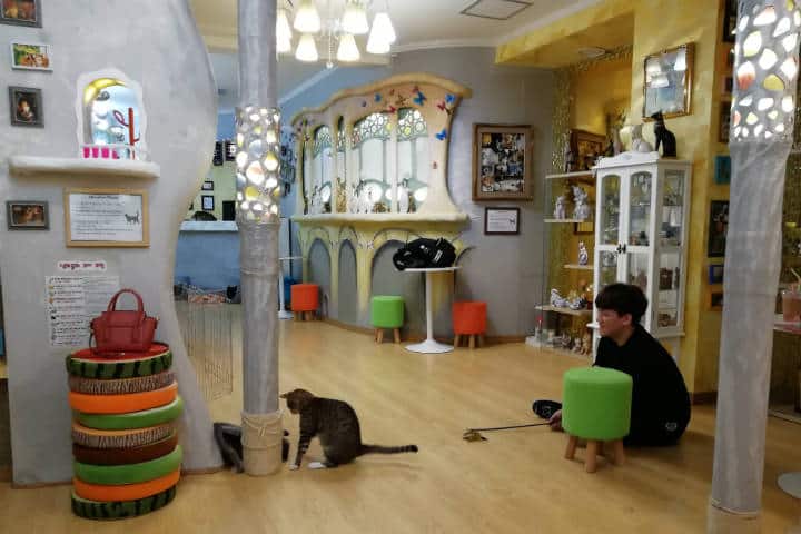 Cafeterías para acariciar mascotas en Seúl 71