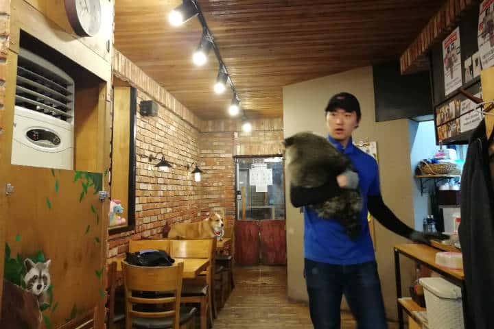 Cafeterías para acariciar mascotas en Seúl 9