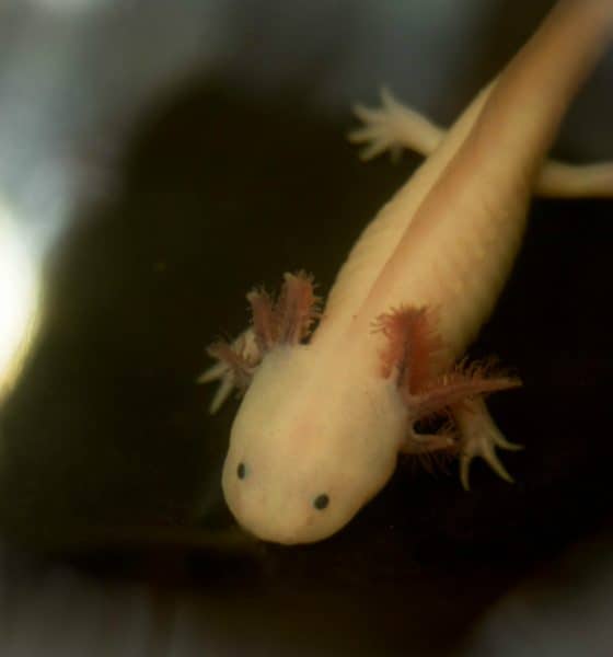La“Noche del Axólotl” Foto. Cortesía