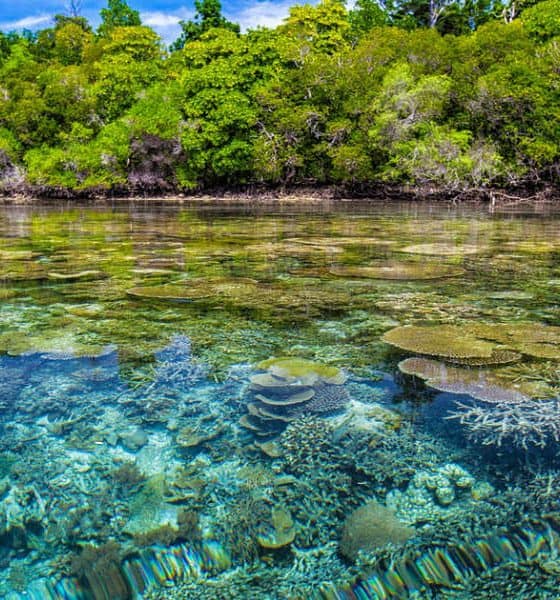 Sitios para visitar en Bocas del Toro Foto. Pixabay