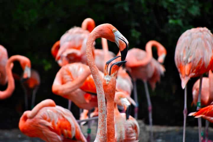 Festival de Aves Yucatán Foto Five Furlongs