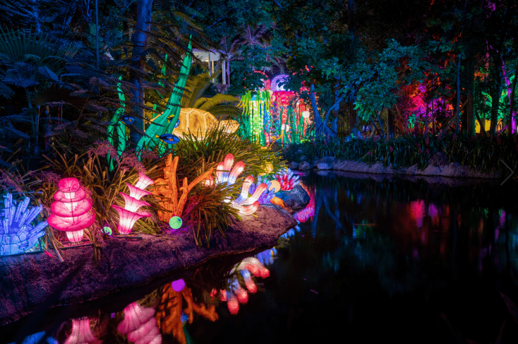 Luminosa. Foto Jungle Island