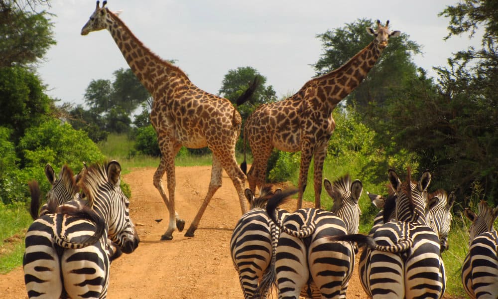 Guía para viajar a Tanzania Foto. Pixabay