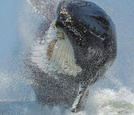Avistamiento de ballenas en Ensenada. (Ballena saltando). Foto: Magia de Gigantes.