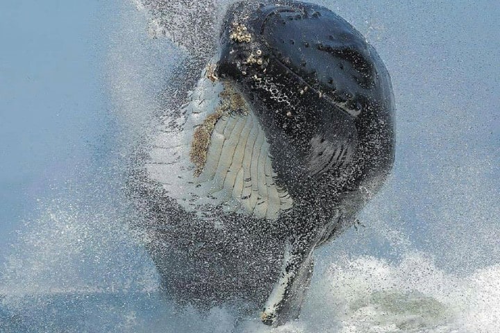 Ballena saltando (avistamiento de ballenas en ensenada). Foto: Magia de Gigantes.