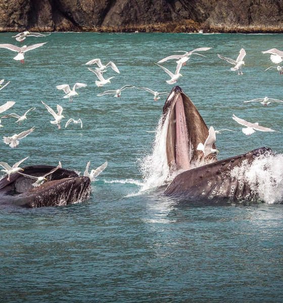 Avistamiento de ballenas en Ensenada Foto: Pixabay