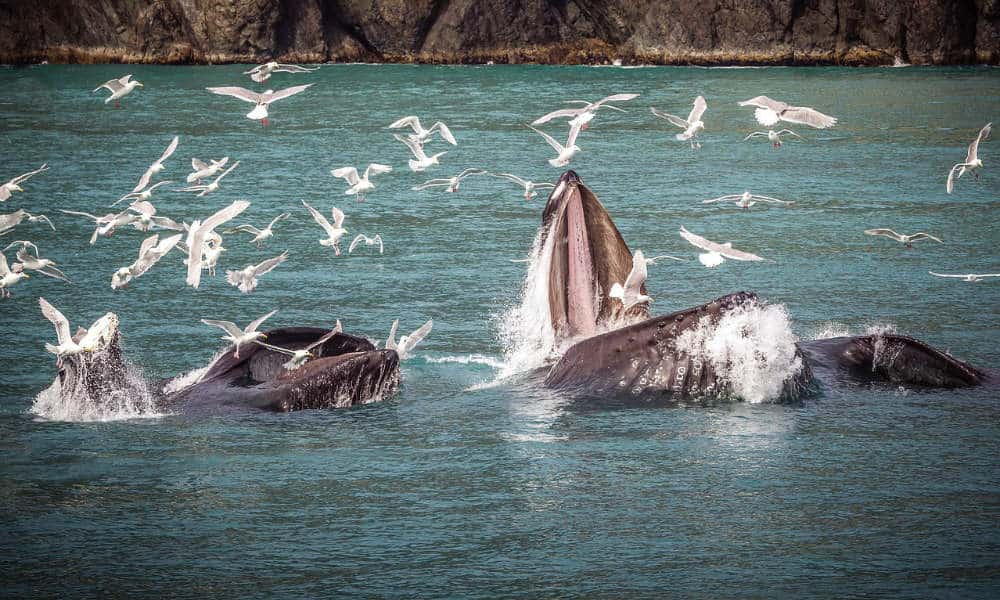 Avistamiento de ballenas en Ensenada Foto: Pixabay