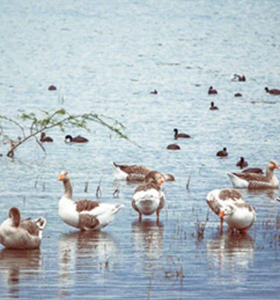 Parque Metropolitano de León Foto: Visit México