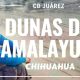 Dunas de Samalayuca Foto: Youtube