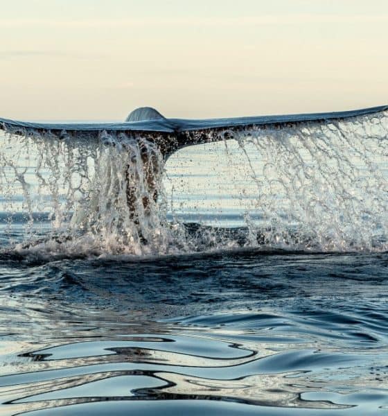 Ballena azul Loreto. Foto: Cortesía
