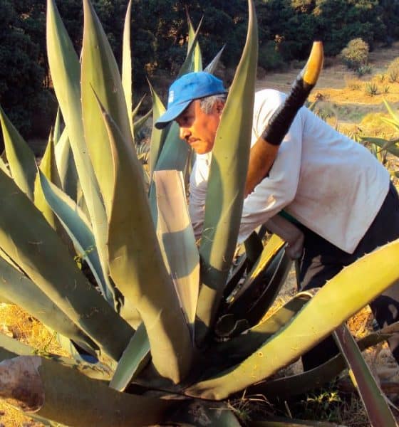 Fiestas y clima de Tlaxco. Foto:Gobierno de México