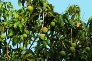 Que hacer en Tapachula Chiapas: 7 Extraordinarias opciones | El Souvenir