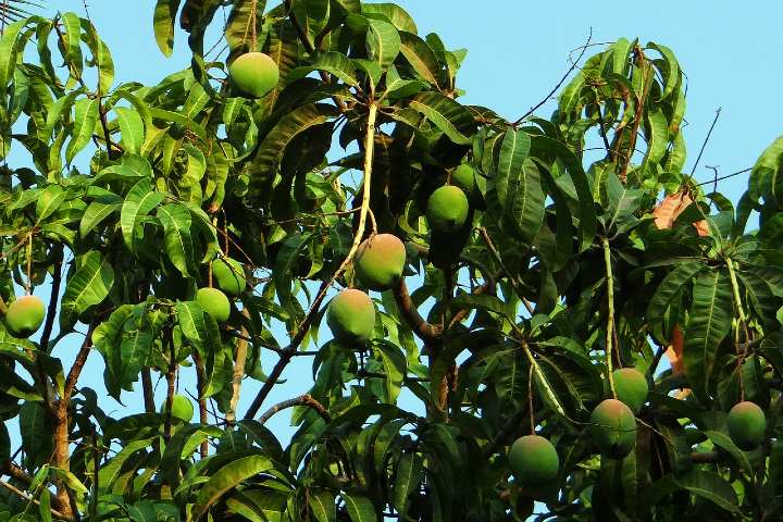Mangos de Chiapas. Foto Bishnu Sarangi.