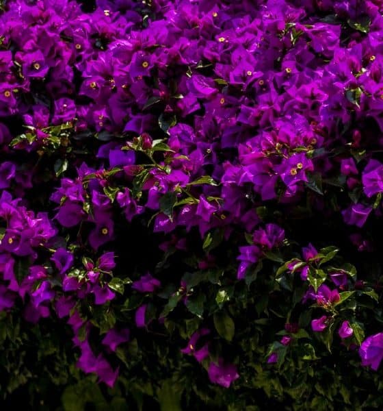 Primavera en México. Foto: Pixabay