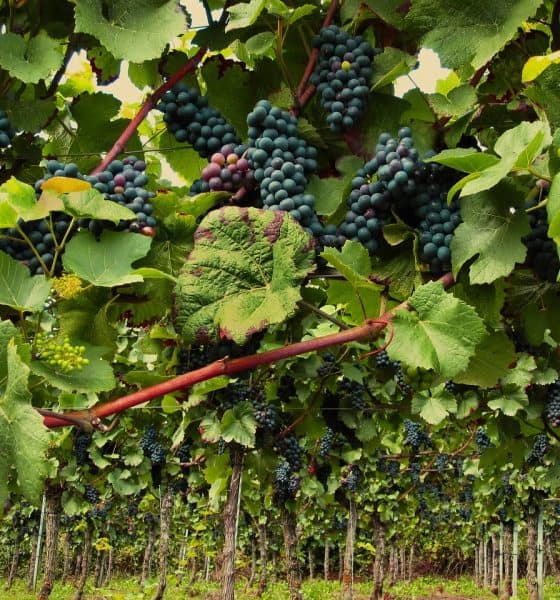 Viñedos para visitar en pareja. Foto: Pixabay