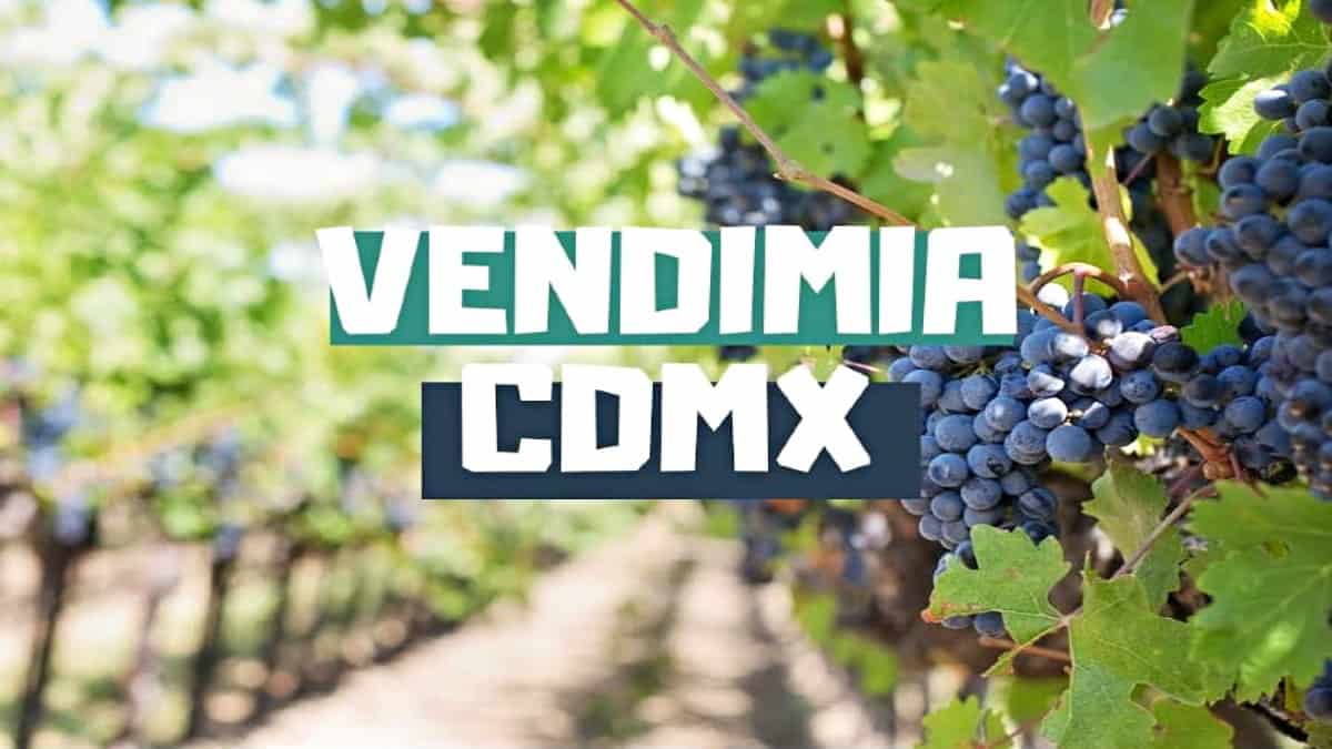 Video: vendimia en la CDMX. Youtube. Foto El Souvenir