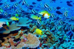 ¡Una belleza marina! Captan mantarraya rosa nadando en Australia
