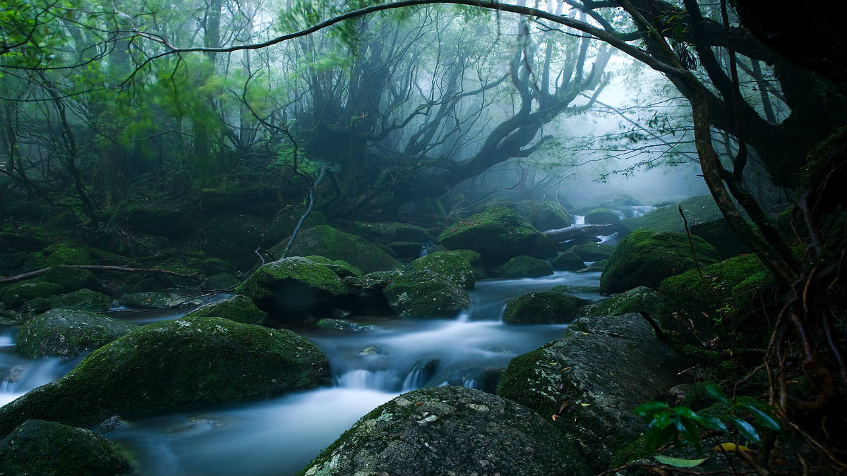 Bosque Mononoke. Foto Casey Yee