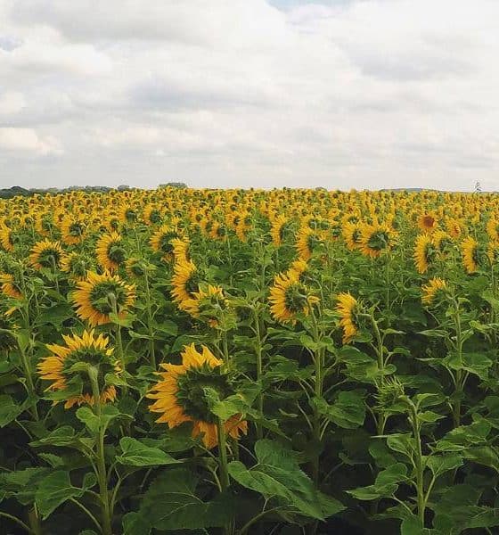 Girasoles Foto: Vive Oaxaca